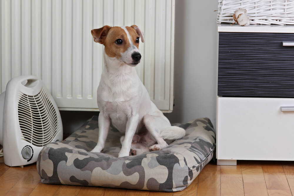 Keeping Your Pets Safe From Your Heater